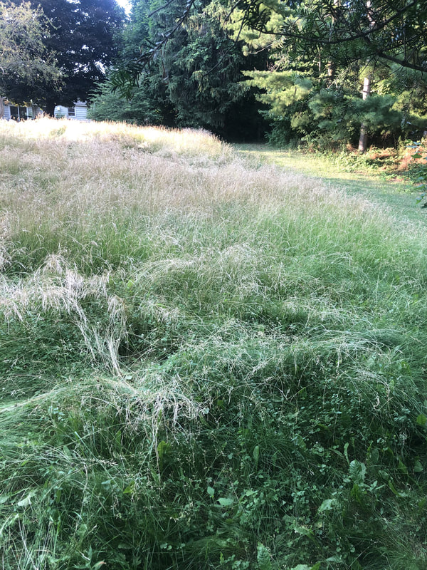 Tall, overgrown grass and weeds in a field prior to brush hogging, with trees in the background.