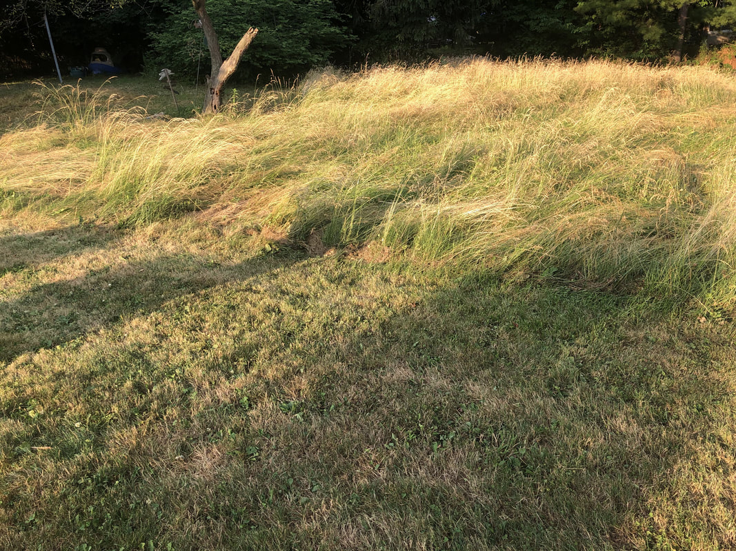 Transition area between mowed and tall grass, showing natural vegetation before brush hogging.