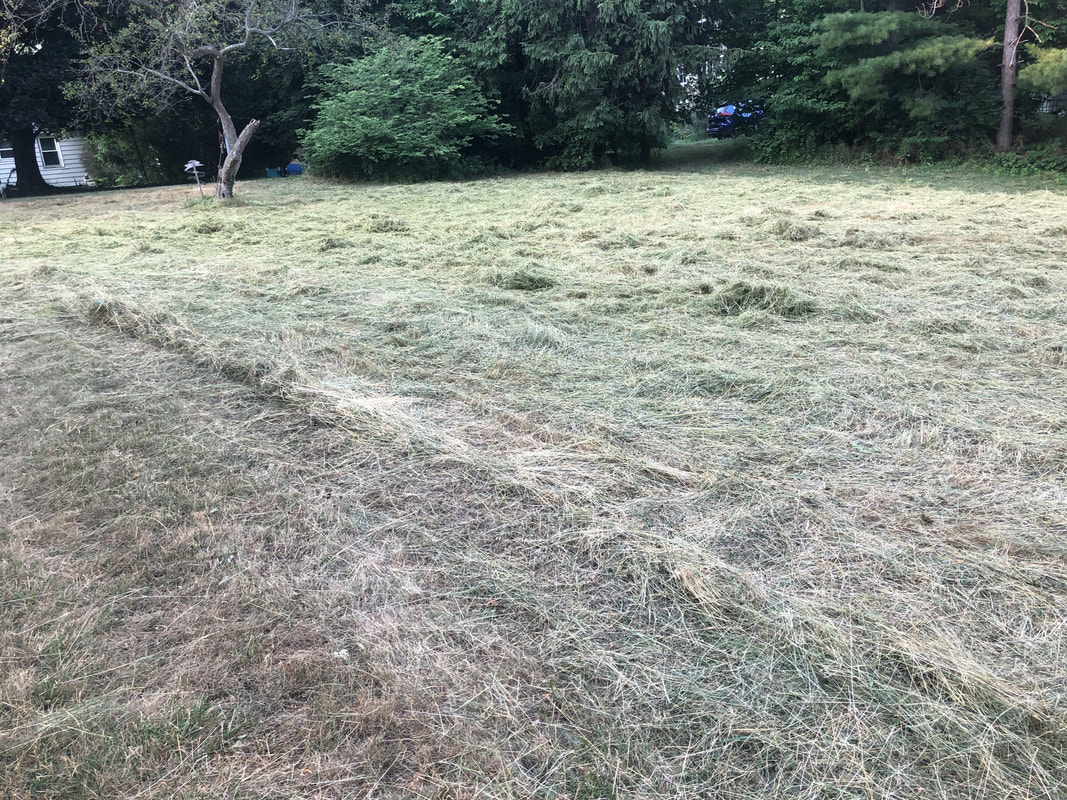 Mowed field with rows of cut grass after brush hogging, surrounded by trees and shrubs.